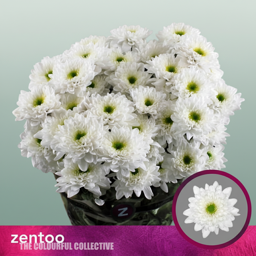 Chrysanthemum Spray Commander White