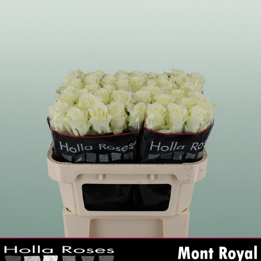 Rose Mont Royal