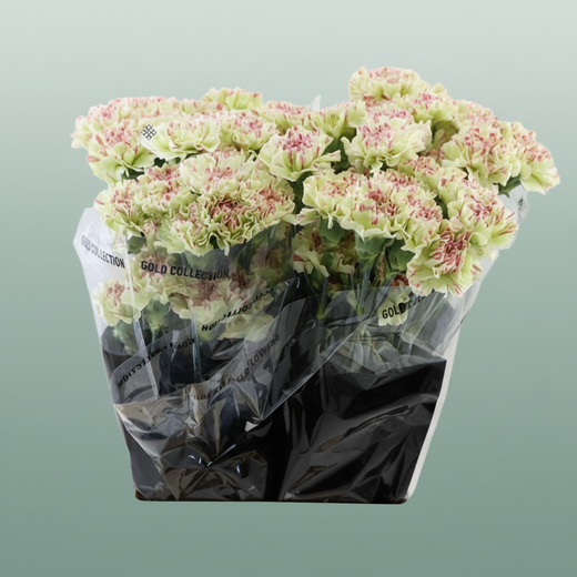 Carnation Standard Mochi
