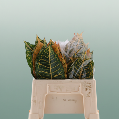 Croton Leaf Mix - Plastic