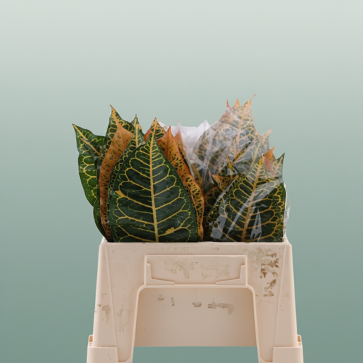 Croton Leaf Mix - Plastic
