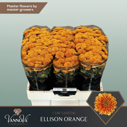Chrysanthemum Santini Ellison Orange