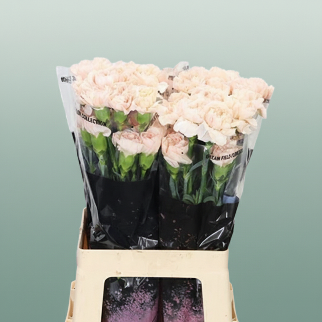 Carnation Standard Lizzy