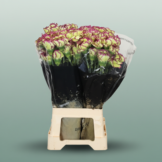 Carnation Standard Extravaganza