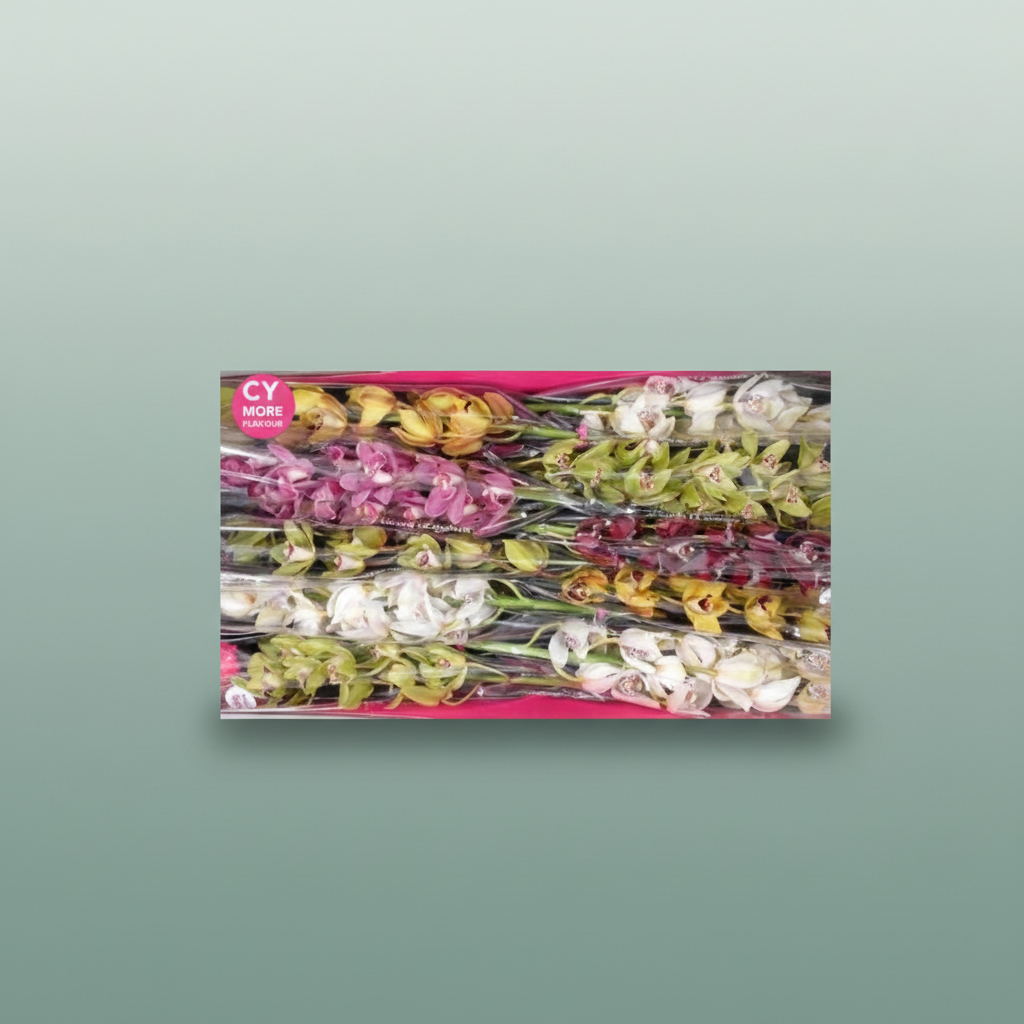 Orchid Cymbidium Mixed