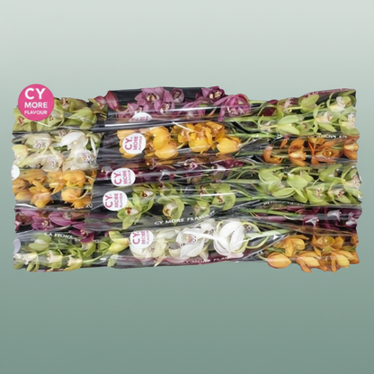 Orchid Cymbidium Mixed