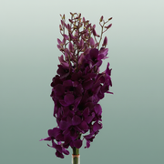 Orchid Dendro Tsk