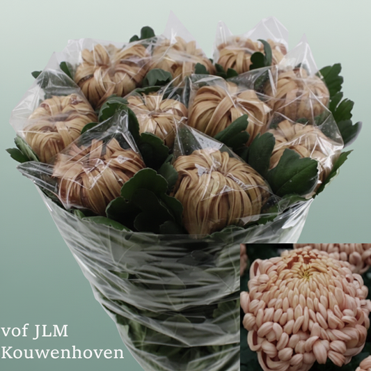 Chrysanthemum G Deko Vienna Copper