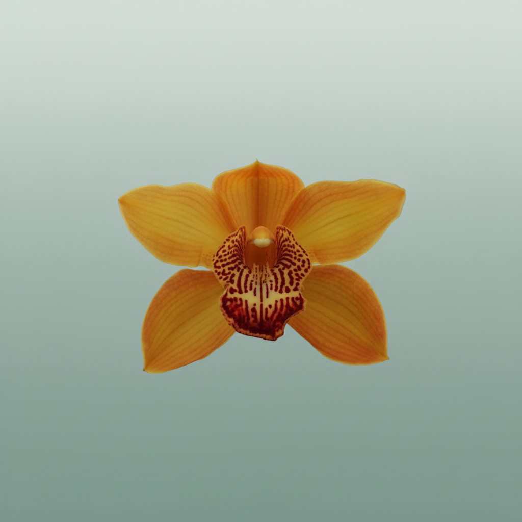 Orchid Cymbidium Esther