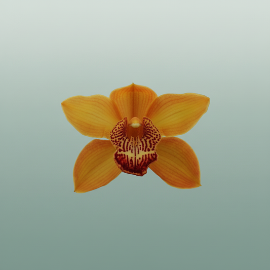 Orchid Cymbidium Esther