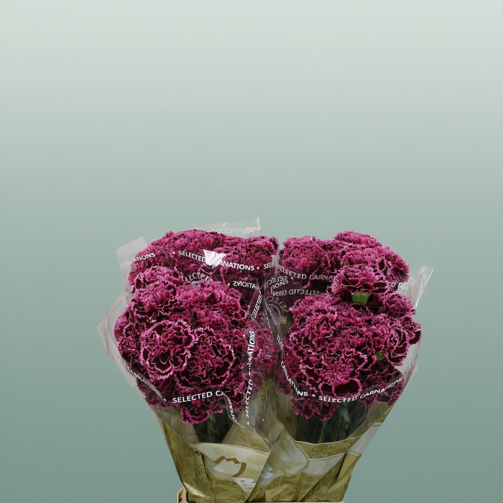 Carnation Standard Nobbio Burgundy
