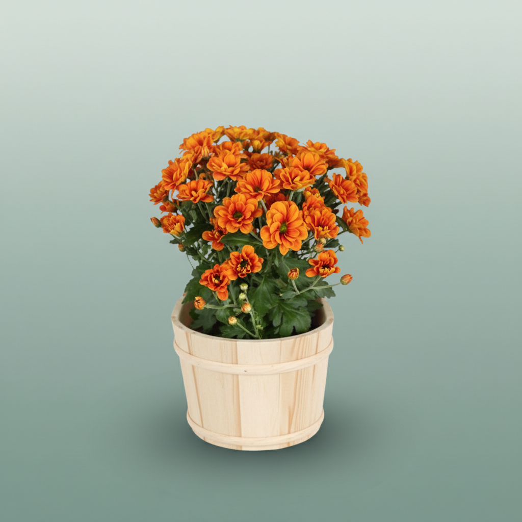 Chrysanthemum Spray Orange