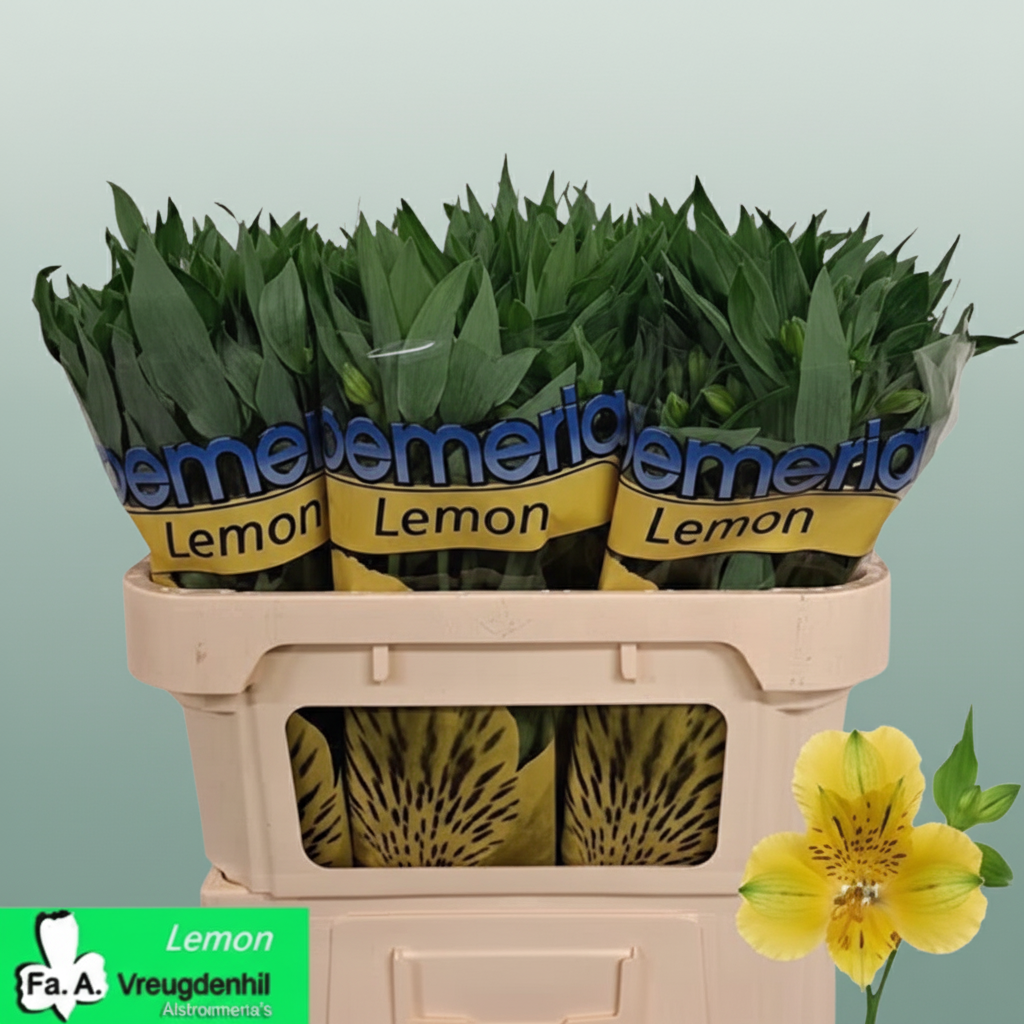 Alstroemeria Lemon