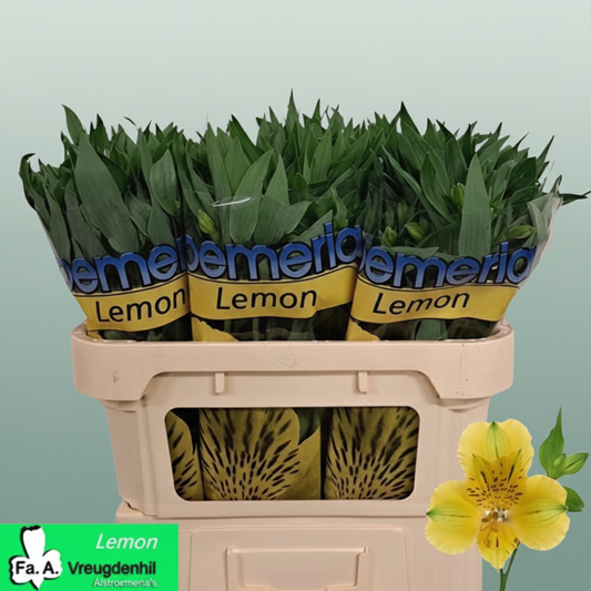 Alstroemeria Lemon
