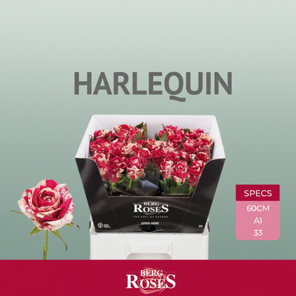 Rose Harlequin