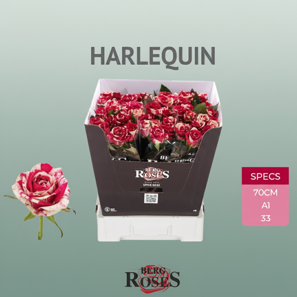 Rose Harlequin