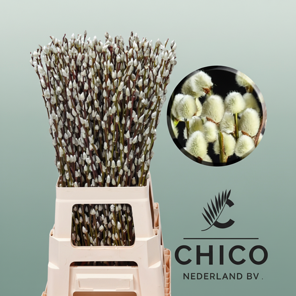 Salix Pussy Willow Snow Flake