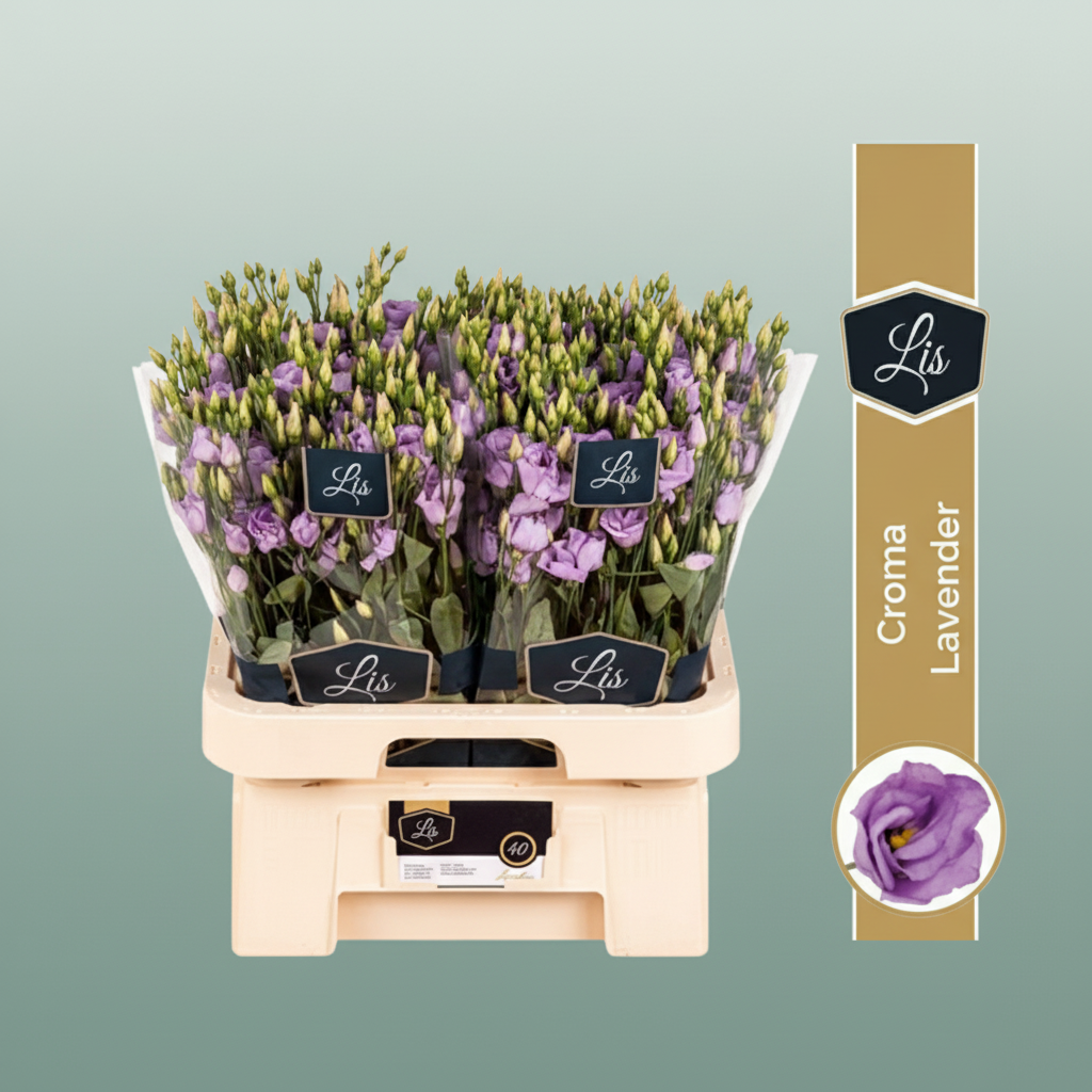 Eustoma Lilac Wholesalers Choice