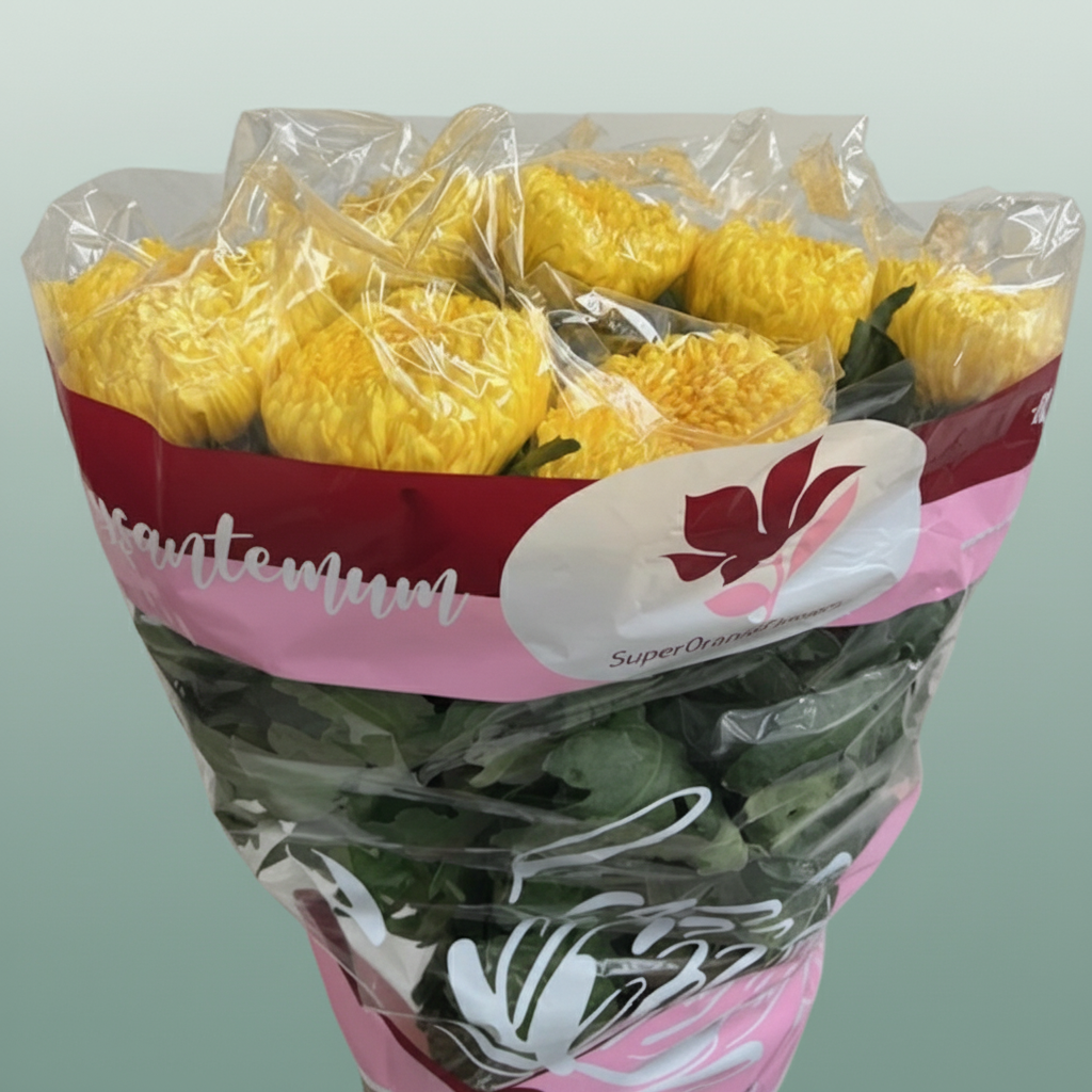 Chrysanthemum G Deko Rivalry