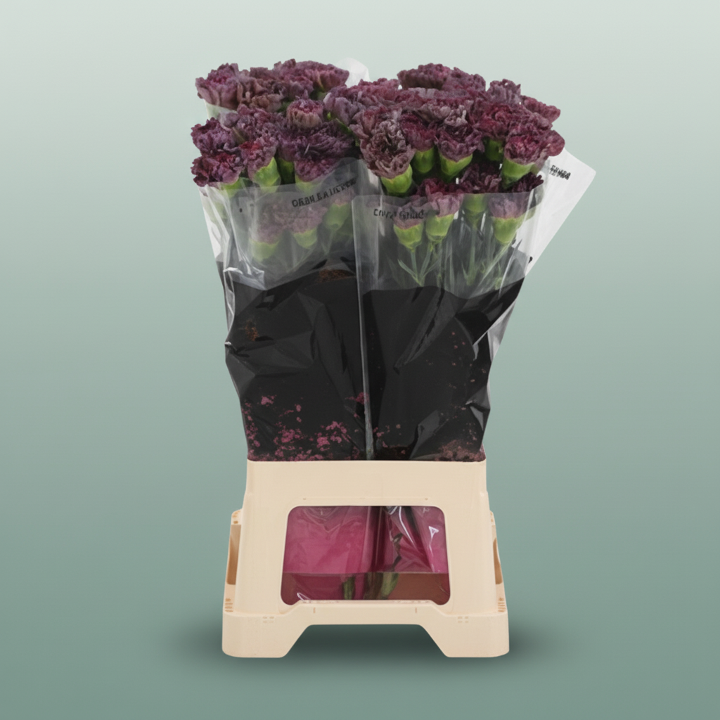 Carnation Standard Copper Extasis