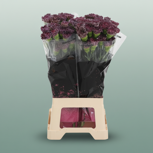 Standard Carnation - Dianthus - Copper Extasis