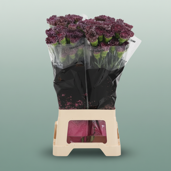 Standard Carnation - Dianthus - Copper Extasis