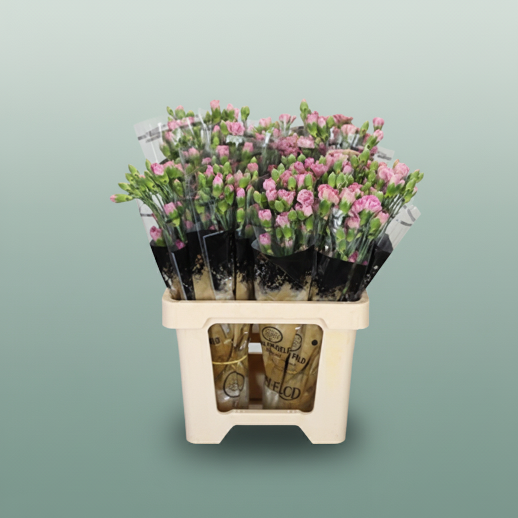 Carnation Spray Mocca Sweet