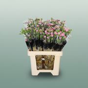 Carnation Spray Mocca Sweet