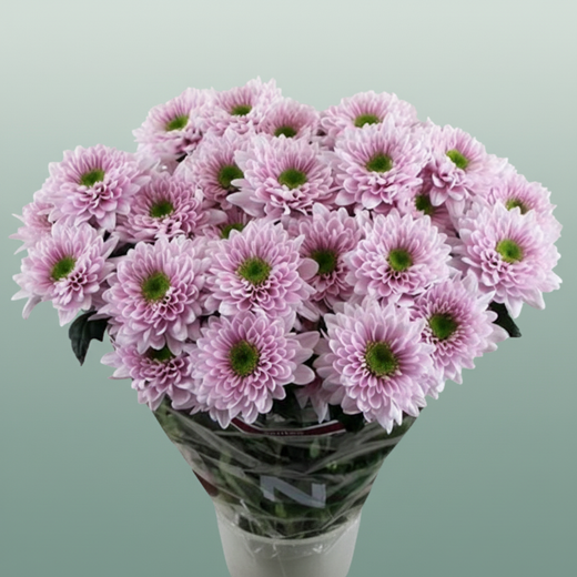 Spray Chrysanthemum - Chrysanthemum - Commander Pink