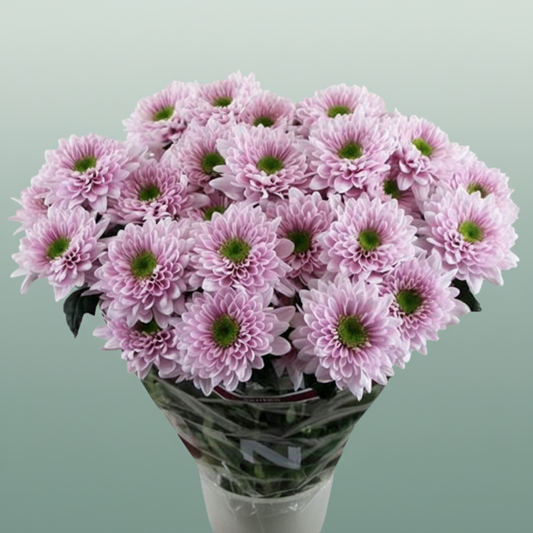 Chrysanthemum Spray Commander Pink