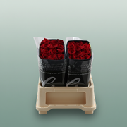Rose - Rosa - Freedom