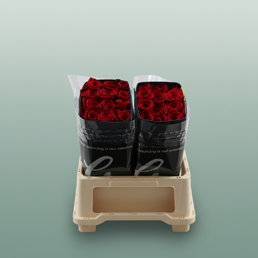 Rose - Rosa - Freedom