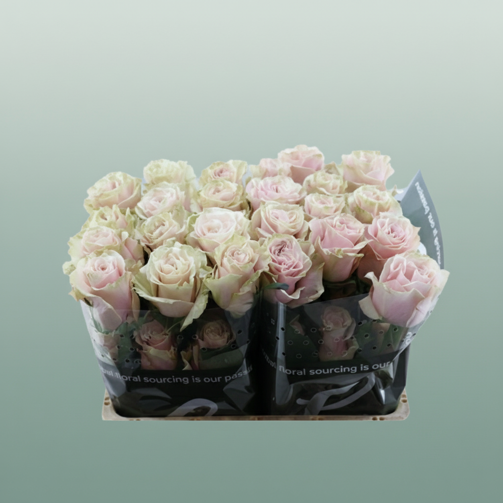 Rose Eq Pink Mondial