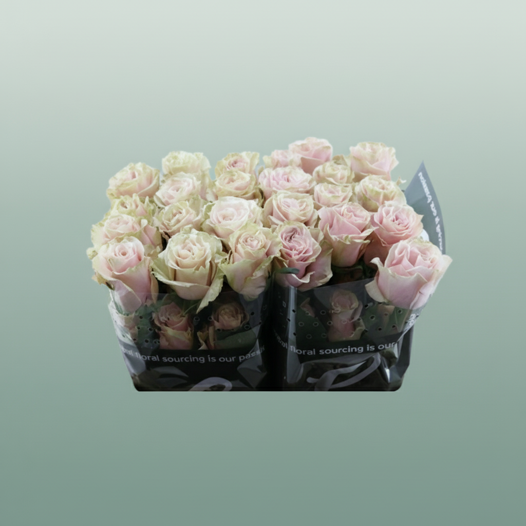 Rose Eq Pink Mondial