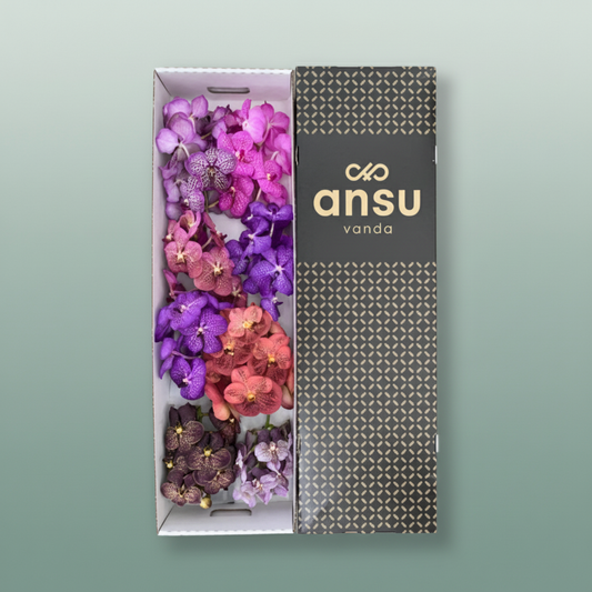 Orchid Vanda T Gemengd