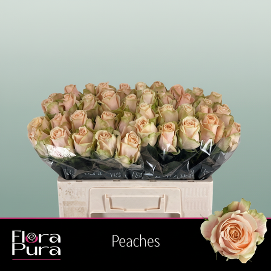 Rose Peaches