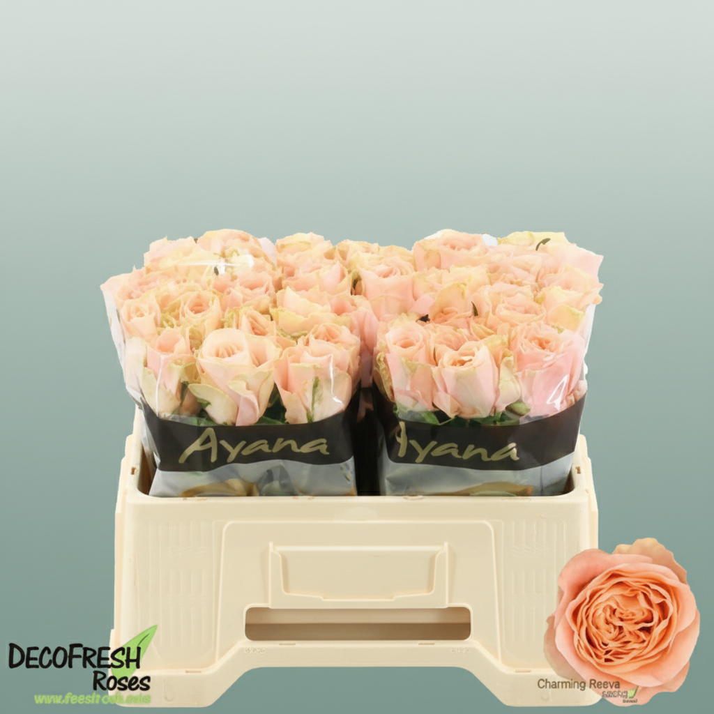 Rose Charming Reeva – All Occasions Wholesale