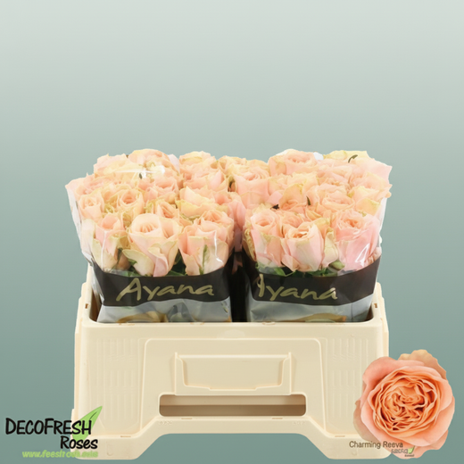 Rose - Charming Reeva