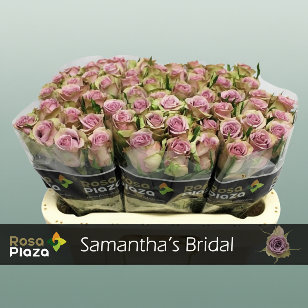 Rose Samantha Bridal