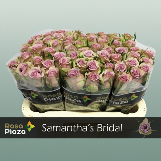 Rose Samantha Bridal