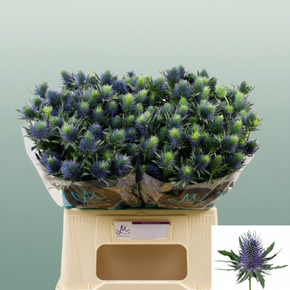 Eyrngium Supernova Questar