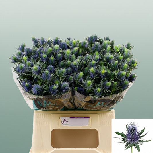 Eyrngium Supernova Questar