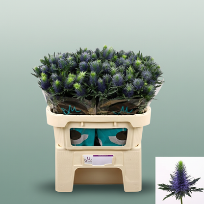 Eyrngium Supernova Questar