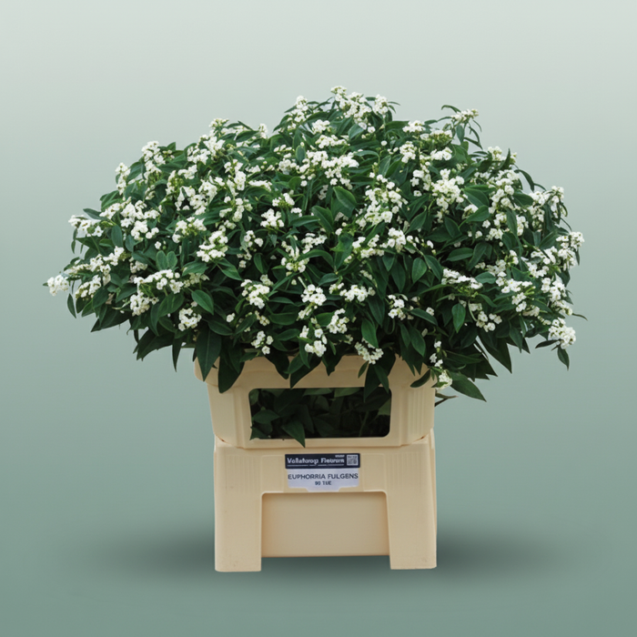 White Euphorbia Quicksilver Cut Stems – 80cm