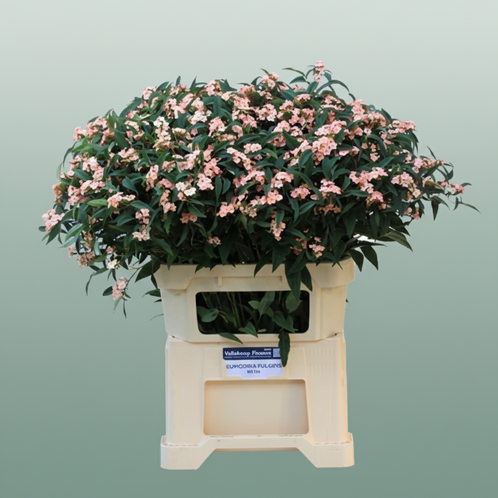 Euphorbia Pink Baron