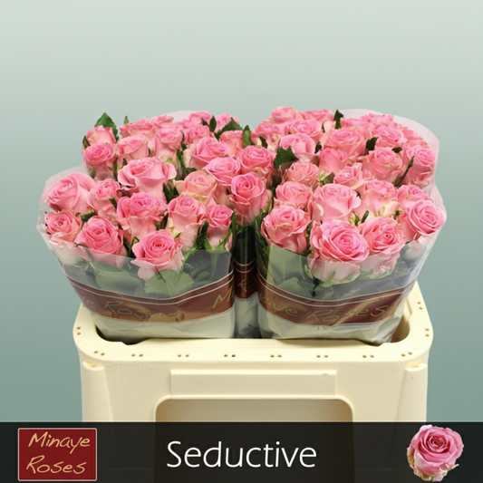Rose Seductive