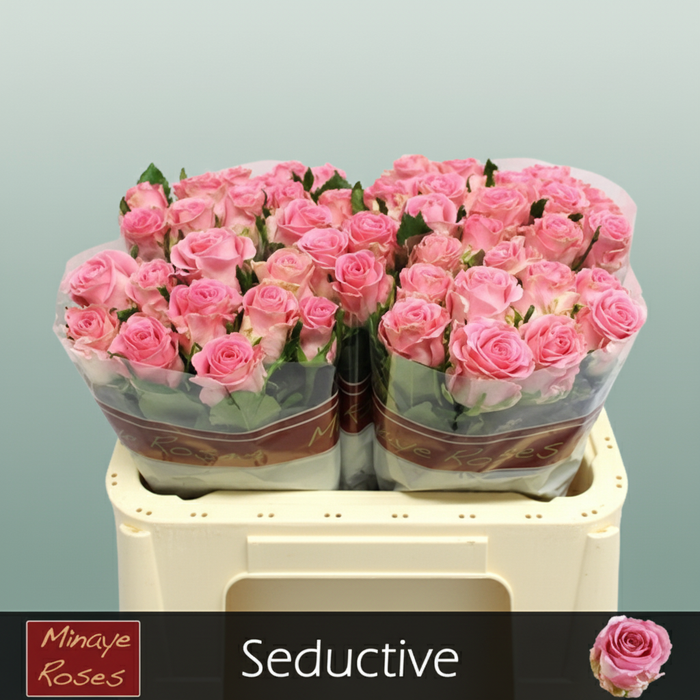 Rose - Rosa - Seductive