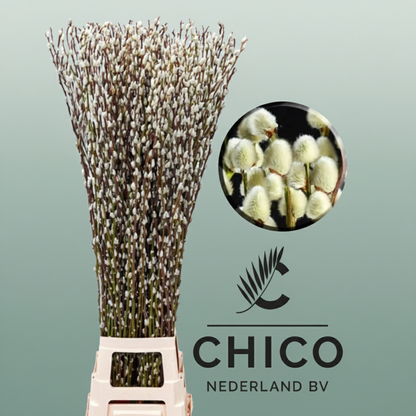 Salix Pussy Willow Snow Flake