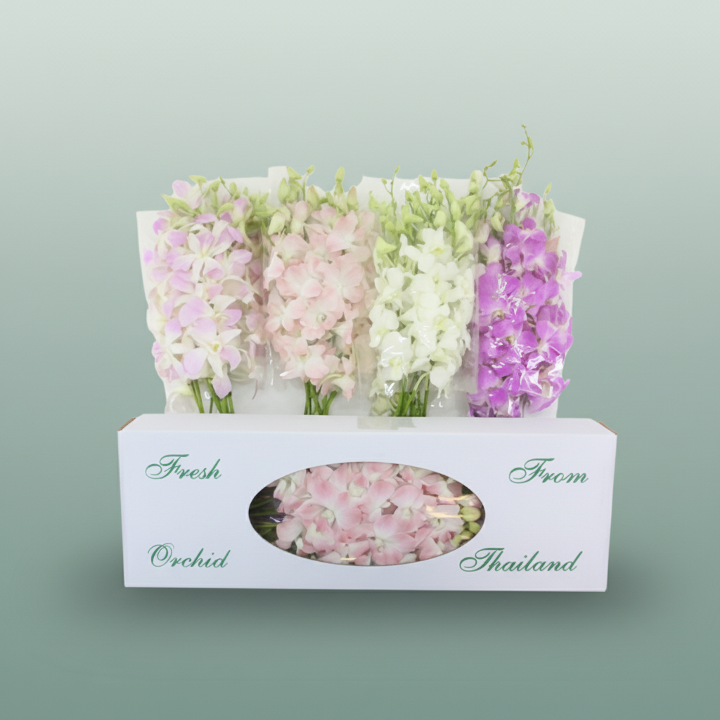 Orchid Dendro Pastel Color