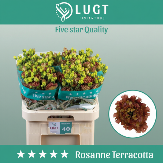Eustoma Rosan Terracot